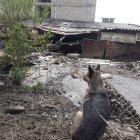 Espera. En la zona cero una mascota espera que rescaten a sus dueños.