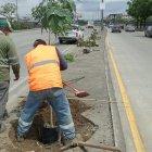 Las especies fueron plantadas este 3 de febrero en el sitio