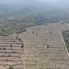 Daño. La tala ilegal en el Bosque de Vegetación Protector Cantagallo.