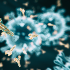 El estudio confirmaría la inmunidad innata, que ya existe para otros virus, ahora con el Sars-Cov-2