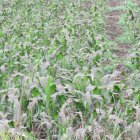 Sembríos de maíz y de todo tipo de alimentos corren el riesgo se perderse por la lluvia de ceniza