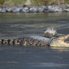 Imagen de archivo del cocodrilo enredado en un neumático de motocicleta en el río Palau, en Palu, Cebelés (Indonesia).