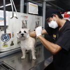 Atención. En la veterinaria Mascotas y Algo Más se atiende a un perro que tiene el seguro Petsafe.