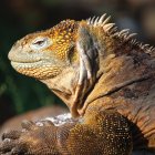 Decisión. La Corte Constitucional equipara los derechos de los animales con los ya otorgados a la naturaleza.