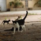 Censo. La dirección de Bienestar Animal anunció el conteo de animales de casa y de los que deambulan en calles.