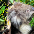 Un koala en el Parque de Vida Salvaje Cleland de Adelaida,donde se encuentan los 28 koalas jóvenes que fueron rescatados de los incendios forestales del "Verano Negro" de 2019-20