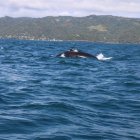 Fotografía cedida que muestra a una ballena jorobada que sale del agua para respirar en la bahía de Samaná, en República Dominicana, donde acuden los cetáceos a aparearse y procrear entre el 15 de enero y el 31 de marzo.
