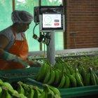 Labor.- Dos trabajadoras en la selección del banano para la exportación.