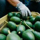 El aguacate mexicano es cotizado en países como Estados Unidos.
