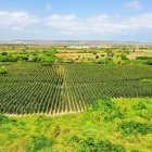 1.Aporte. Colonche es una de las zonas del norte peninsular donde se cosecha una variedad de productos de exportación.