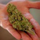 Una persona sostiene una flor de cannabis en Cartagena (Colombia), en una fotografía de archivo.