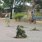 Hecho. 18 árboles fueron sembrados ayer en la calle principal de Colonche.