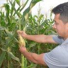 Cultivo. Un agricultor de la provincia de Los Ríos trabaja en su cultivo de maíz, hay siembra que se va a cosechar en un mes. Hay temores por las plagas que pueden aparecer.
