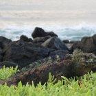 Fotografía de una iguana marina, el 8 de febrero de 2022, en la isla Santa Cruz (Ecuador).