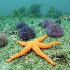 El mundo de los equinodermos