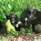 Un grupo de chimpancés macho comparten una yaca en una plantación de café.