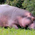 Fotografía de archivo en la que uno de los hipopótamos que el narcotraficante colombiano Pablo Escobar importó para llevarlos a la Hacienda Nápoles, en Puerto Berrío (Antioquia, Colombia).