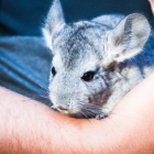 La chinchilla es un roedor doméstico