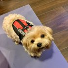 Loki fue adiestrado como un perro de soporte emocional.