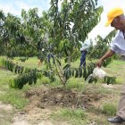 La guanábana ha tenido un despegue importante en Santa Elena en los últimos años.