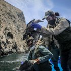 Un ave es rescatada durante las labores de rescate y monitoreo de especies marinas afectadas por el derrame de petróleo en los Islotes Pescadores (Perú), en una fotografía de archivo.