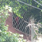 Para muchos habitantes de Sauces IV, asomarse por las ventanas de sus casas es como estar en una selva, debido a que las ramas de los árboles están a punto de ingresar a sus viviendas.