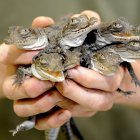 Fotografía cedida por la compañía energética Florida Power & Light (FPL) donde se aprecia unas crías de cocodrilo americano recogidos en los canales de enfriamiento de Turkey Point, a solo 25 millas (40 kilómetros) al sur de Miami, Florida.