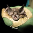Fotografía cedida por la organización Bat Conservation International donde se muestra un murciélago de la especie Rhinolophus hilli (murciélago de herradura de Hill) encontrado en una de las cuevas en el Parque Nacional Nyungwe, en Ruanda.