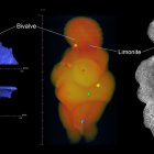 Imagen tomográfica de alta resolución usada en el estudio que ha identificado que la Venus de Willendorf, o al menos el material en el que se esculpió, procede seguramente del norte de Italia.