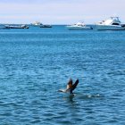 Vista de un piquetero de patas azules mientras vuelo en un canal entre la isla de Baltra y la de Santa Cruz, en Galápagos (Ecuador), en una fotografía de archivo.