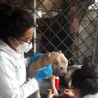 Boyka murió a los 8 años y fue sometido al proceso de taxidermia.