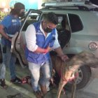Los animales están en manos de personal de Rescate Animal