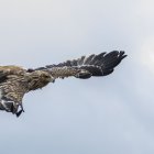 Una de las dos águilas imperiales que hoy han sido liberados en Polán (Toledo), un acto al que ha asistido el consejero de Desarrollo Sostenible de Castilla-La Mancha, José Luis Escudero, y el presidente de la Diputación de Toledo, Álvaro Gutiérrez.