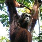 Imagen de uno de los orangutanes de Borneo estudiados por la Universidad de Warwick