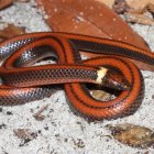 Fotografía cedida por la fundación paraguaya Para La Tierra que muestra una serpiente de la especie denominada Phalotris shawnella, recientemente descubierta en Paraguay.