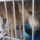 El perro en el momento que fue rescatado. El can tiene aproximadamente cinco años