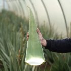 El aloe vera es un remedio popular que ha captado el interés de científicos y emprendedores.