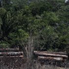 Vista de camión que transporta madera obtenida ilegalmente en la selva amazónica al sur del estado de Amazonas, en una fotografía de archivo