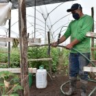 En la hacienda Valleflor se usa un sistema tecnológico que optimiza el uso de fertilizantes. La herramienta permite usar solo en los momentos propicios para reducir costos