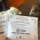Fotografía de septiembre del 2021 cedida por Daniel Dusty Porter donde se aprecia a dos perros junto con sus certificados de matrimonio