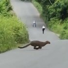 Acción. El animal fue captado mientras unos niños patinaban.