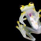 Fotografía cedida por el Ministerio de Ambiente de nuevas especies de ranas de cristal (género Hyalinobatrachium), que fueron bautizadas como la rana de cristal de Mashpi (Hyalinobatrachium mashpi) y la de Nouns (Hyalinobatrachium nouns).