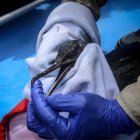 Un ave guanera es rescatada durante las labores de rescate y monitoreo de especies marinas afectadas por el derrame de petróleo en los Islotes Pescadores (Perú), el pasado 2 de febrero de 2022.