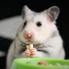 @thehamsterstation es la cuenta que comparte los videos.