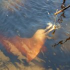 Los delfines son un gran atractivo turístico en la zona.