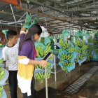 El sector bananero pelea porque los importadores reconozcan los sobrecostos de producción que están causando algunos factores externos