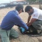 En Galápagos el ECU-911 coordinó la ayuda para un lobo marino que tenía un objeto en su cuello.