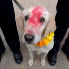 Un perro de raza Labrador mira a la cámara tras una ceremonia de culto a los canes en la Escuela Central de Entrenamiento de Perros Policía durante el Diwali, en Katmandú (Nepal)