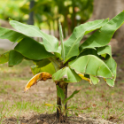 La variedad es tipo Cavendish.