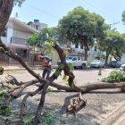 Hecho. El árbol se levantaba en una de las jardineras de la intersección.
